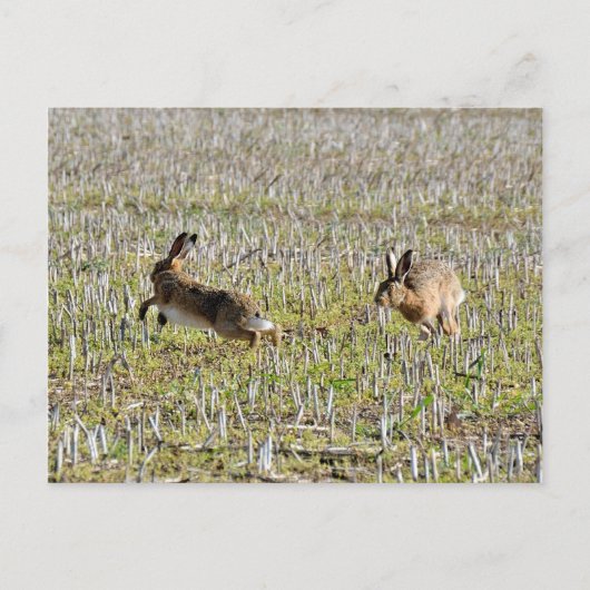 Lièvres bruns courant sur carte postale (Devant)