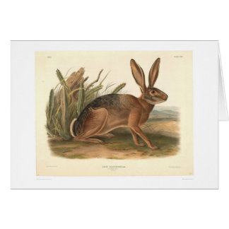 Lièvres de la Californie par Audubon (0177A)