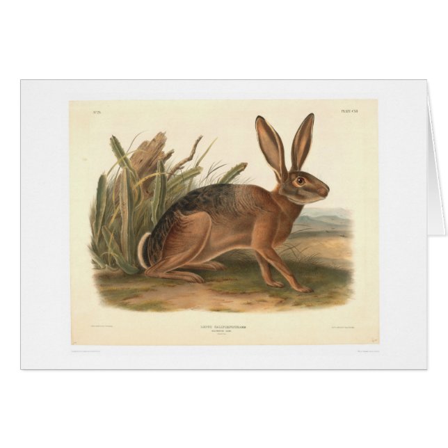 Lièvres de la Californie par Audubon (0177A) (Devant horizontal)