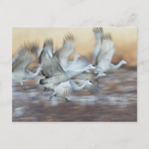 Lift off Sandhill Cranes Briefkaart