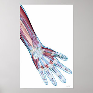 Ligamenten in de hand poster