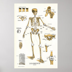 Ligaments et affiche 24 x 36 d'anatomie de joints