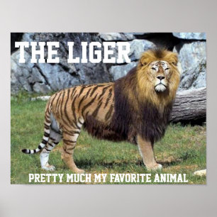 LIGER  VEEL MIJN FAVORIETE DIERLIJKE POSTER