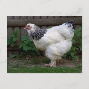 Light Brahma Hen Briefkaart