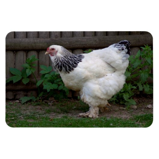 Light Brahma Hen Magneet (Horizontaal)