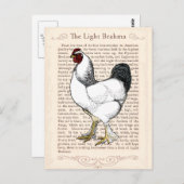 Light Brahma Rooster  Land Classic Briefkaart (Voorkant / Achterkant)