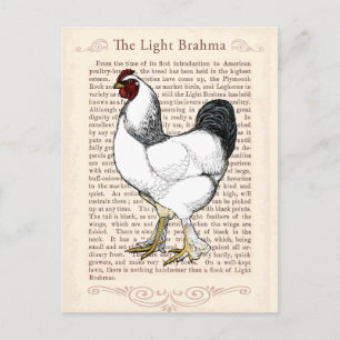 Light Brahma Rooster  Land Classic Briefkaart