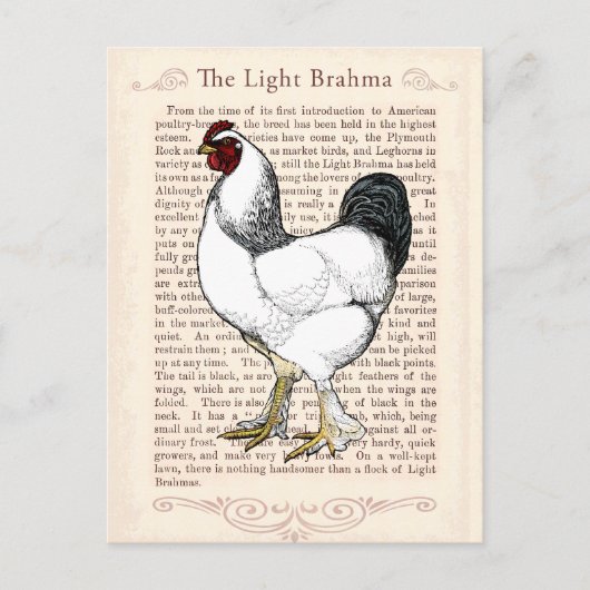 Light Brahma Rooster  Land Classic Briefkaart (Voorkant)