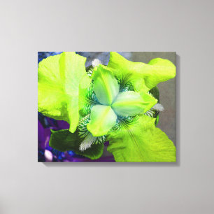 Light Green Iris Canvas Afdruk