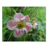 Light Roze aardbei Blossom Floral Foto