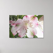 Light Roze alstroemeria Canvas Afdrukken (Voorkant)