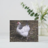 Light Sussex Hen Briefkaart (Staand voorkant)