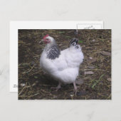 Light Sussex Hen Briefkaart (Voorkant / Achterkant)