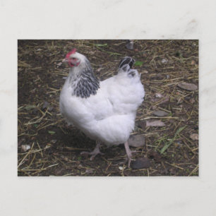 Light Sussex Hen Briefkaart