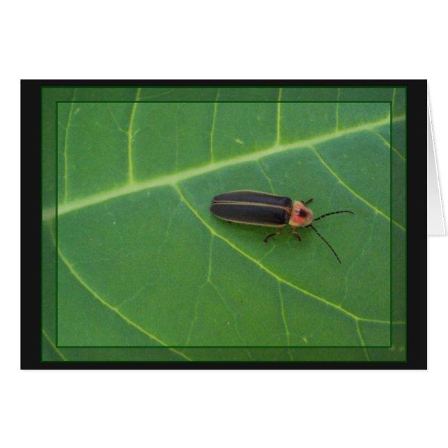 Lightning Bug op Leaf (Voorkant Horizontaal)