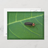 Lightning Bug op Leaf Briefkaart (Voorkant / Achterkant)