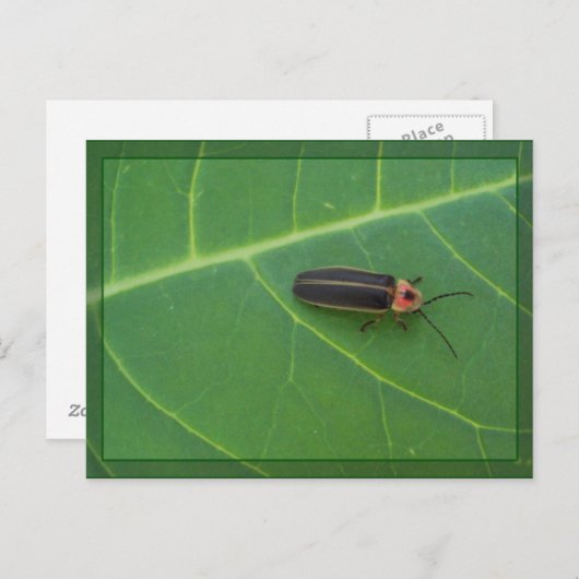 Lightning Bug op Leaf Briefkaart (Voorkant / Achterkant)