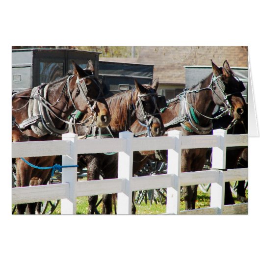 Ligne de Chevaux Amish (Devant horizontal)