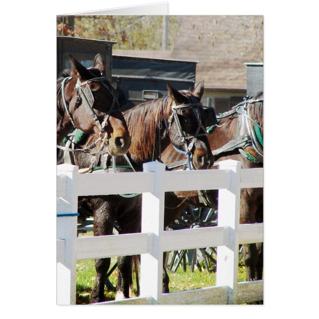 Ligne de Chevaux Amish (Devant)