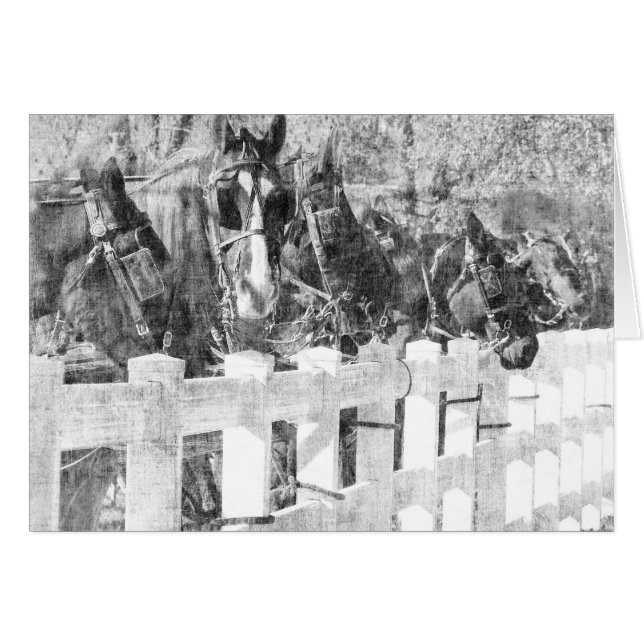 Ligne de Chevaux Amish Noir et blanc (Devant horizontal)
