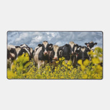 Ligne des vaches Holstein