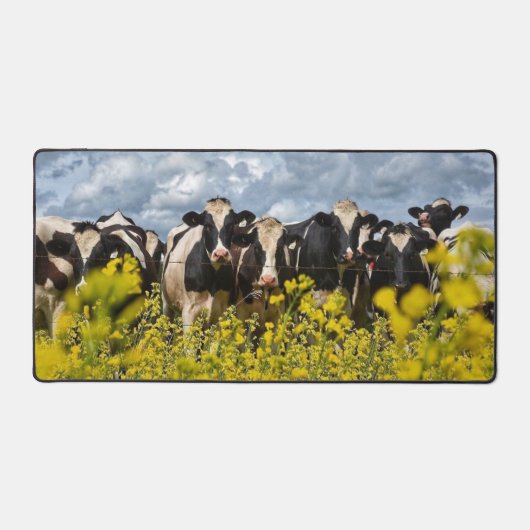 Ligne des vaches Holstein (Recto)