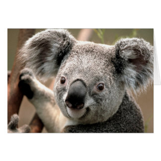 Ligne Koala