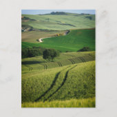 Lignes courbes en vert Toscane carte postale (Devant)