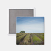 Lignes de lavande après aimant de récolte (Recto/Verso)