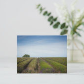 Lignes de lavande après la récolte carte postale (Debout devant)