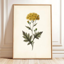 Ligularia botanique Art mural Cottagecore