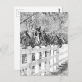 Lijn van Amish Horses Black en white Briefkaart (Voorkant / Achterkant)