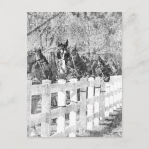 Lijn van Amish Horses Black en white Briefkaart