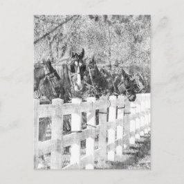 Lijn van Amish Horses Black en white Briefkaart
