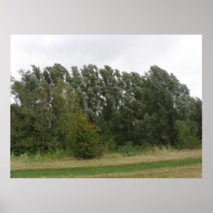 Lijn van het Landschap van de Bomen van de Leiding Poster
