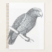 Lijnkunst van papegaai (grijs) fijne kunst
