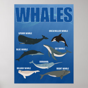 Lijst van grote walvissen, zee grote wezens poster