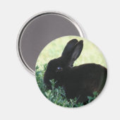 Lil Black Bunny Magneet (Voorkant / Achterkant)