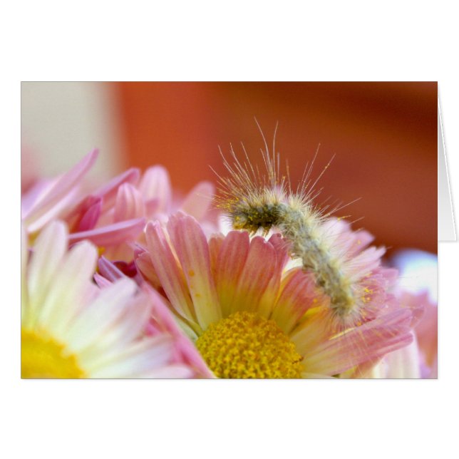 Lil' Caterpijler (Voorkant Horizontaal)