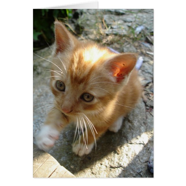 Lil' Red Kitten (Voorkant)