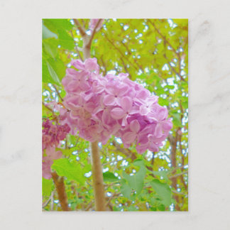 Lila 紫 丁 花 さ香む onder spanning briefkaart