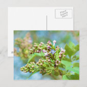 Lila aanjager - Primus Inter Pares Briefkaart (Voorkant / Achterkant)