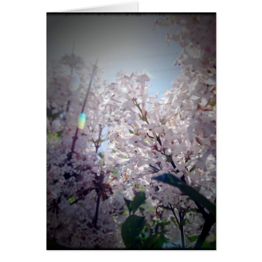 Lila bloemen (Voorkant)
