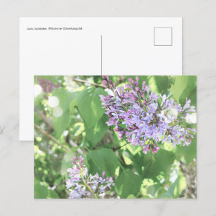 Lila bloesem Natuur Fotografie Briefkaart