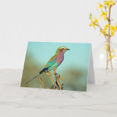 LILA BREASTE ROLLER KAART (Gele Bloem)