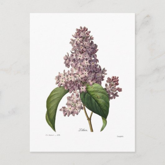 Lila Briefkaart (Voorkant)