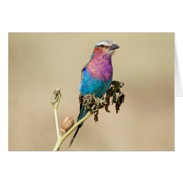 Lila broodrooster (Voorkant Horizontaal)