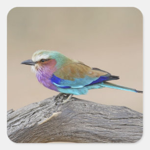 Lila broodrooster (Coracias caudata) Vierkante Sticker