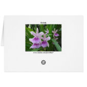 Lila en witte orchideeën-kaart (Achterkant Horizontaal)