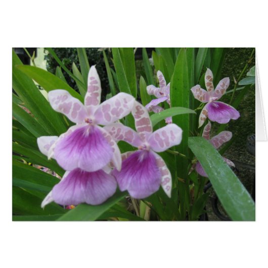 Lila en witte orchideeën-kaart (Voorkant Horizontaal)